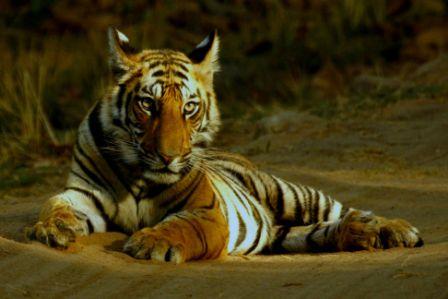 Tiger sightings in Bandhavgarh National Park