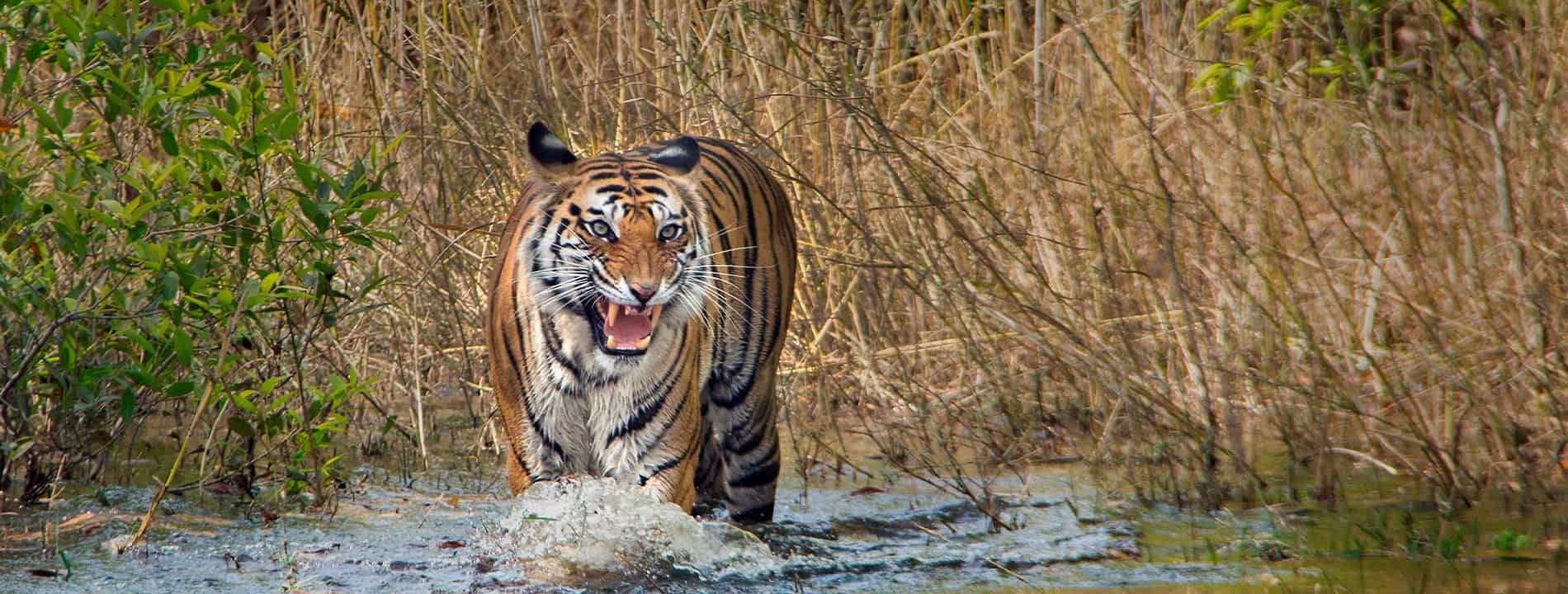 BANDHAVGARH KANHA TOUR 