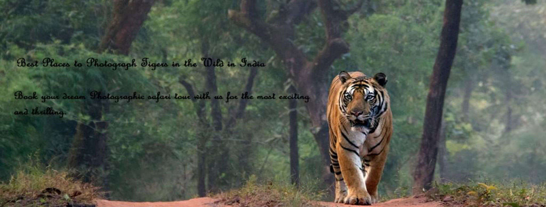 tiger safari bandhavgarh