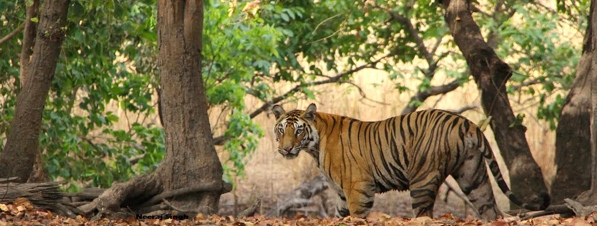 Bandhavgarh tiger safari