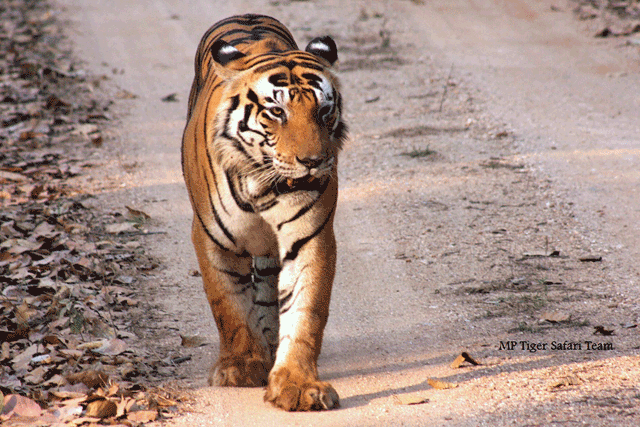 bandhavgarh safari