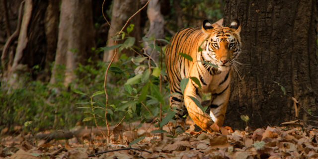 bandhavgarh-tour package-India