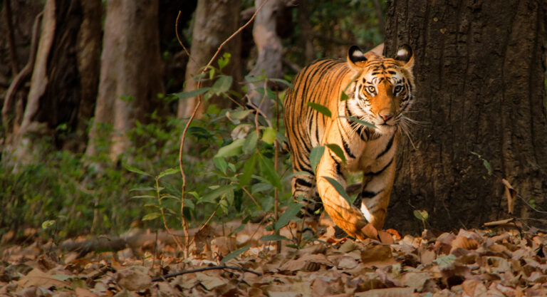 bandhavgarh-tour package-India