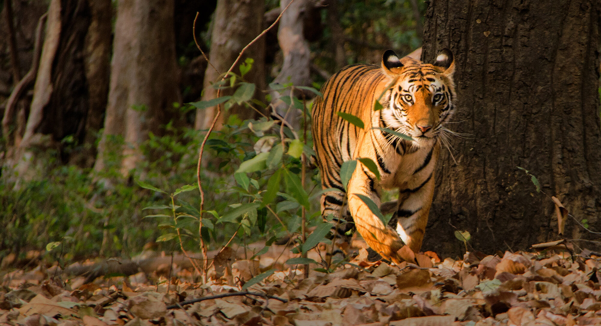 Facts about Bengal Tigers you might not know - Bandhavgarh National Park