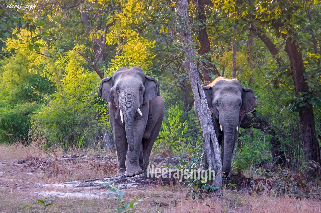 Wild Elephants in Bandhavgarh