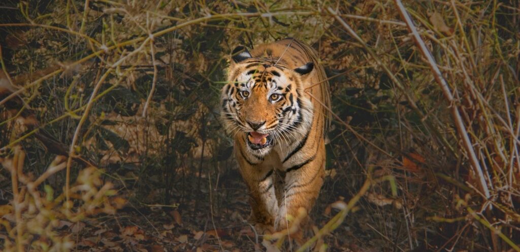 Tiger Photography Bandhavgarh 2023-24
