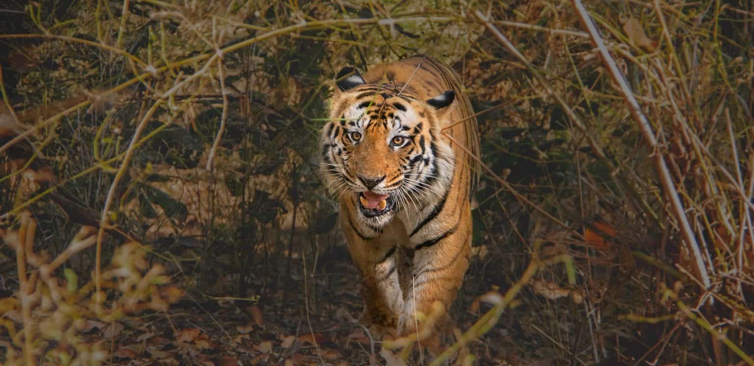 Tiger Photography Bandhavgarh 2023-24