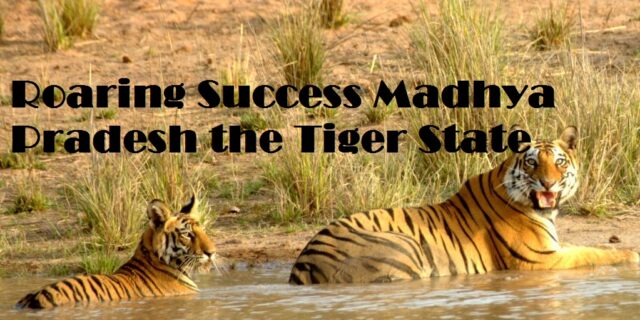 Roaring Success Madhya Pradesh the Tiger State