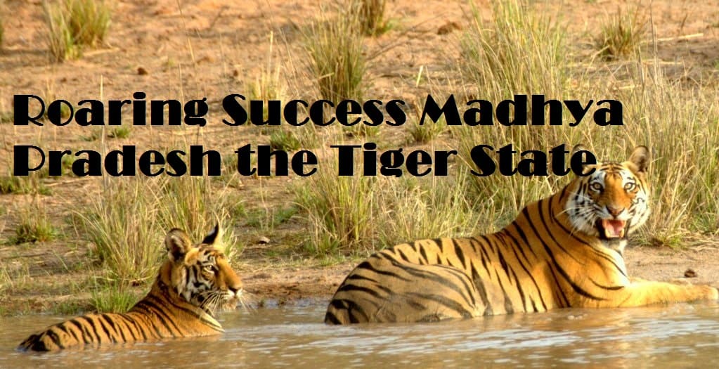 Roaring Success Madhya Pradesh the Tiger State
