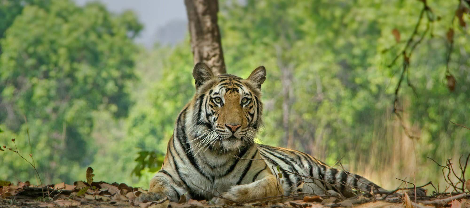 Things to pack before going to Tiger Safari in India Bandhavgarh