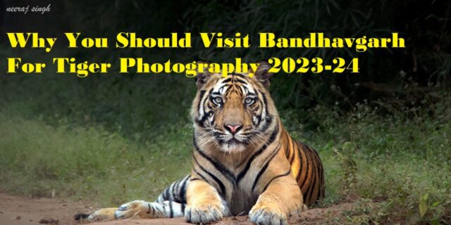 Why you should visit Bandhavgarh for tiger Photography 2023-24