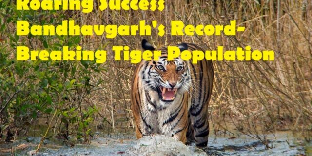 Tiger Population Bandhavgarh