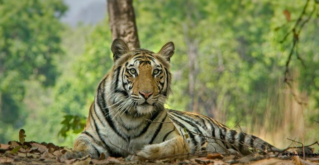 Facts about Bengal Tigers you might not know - Bandhavgarh National Park