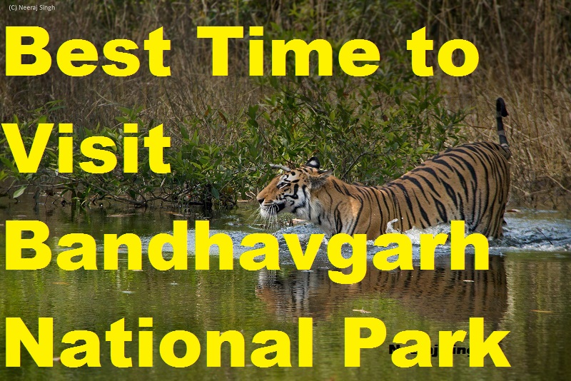 Best-Time-to-Visit-Bandhavgarh-National-Park.