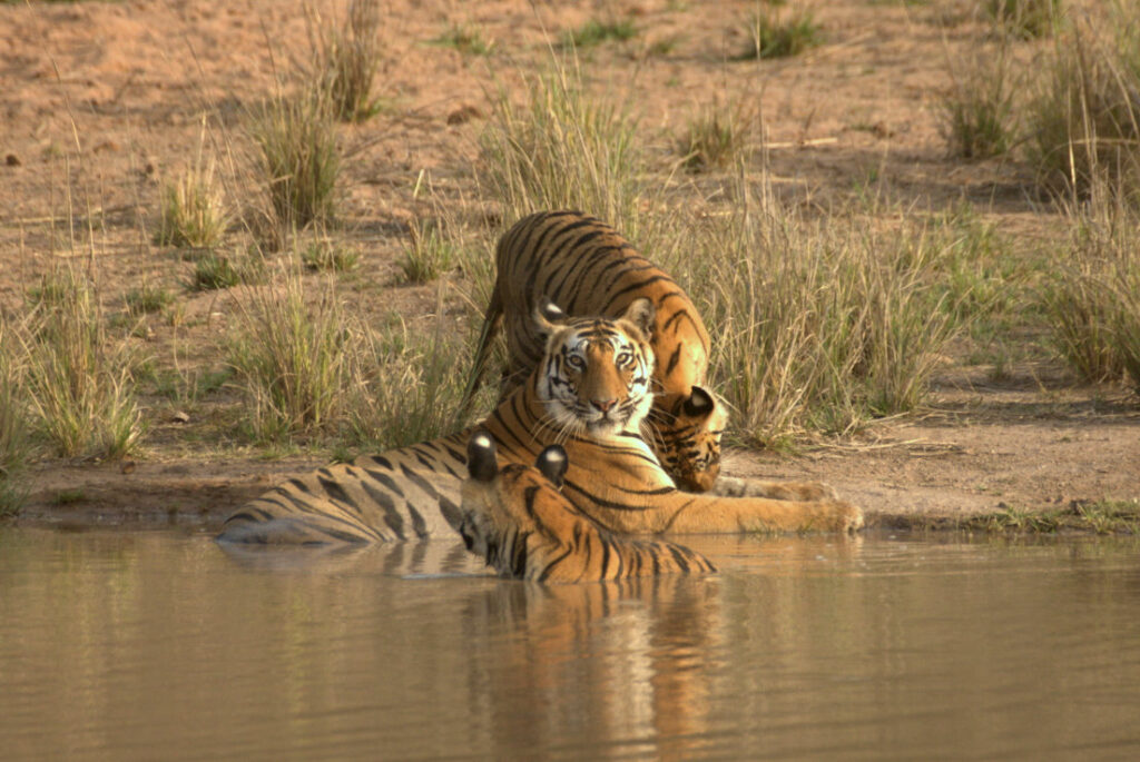 Famous-Tigers-of-Bandhavgarh