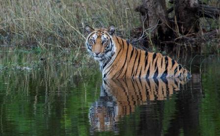 wildlife-tour-india