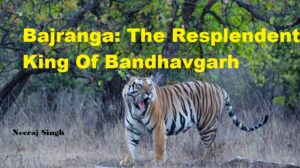 Bajranga-the -resplendent-ing-famous-tiger-of-Bandhavgarh
