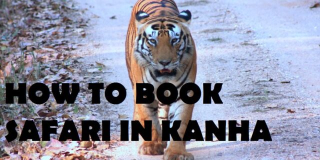 Kanha-Safari-Booking