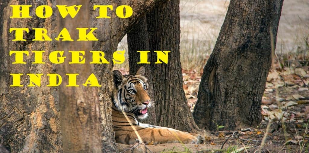 HOW-TO-TRAK-TIGERS-IN-INDIA