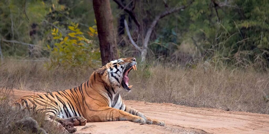 Bandhavgarh Fort's