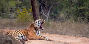 Bandhavgarh Fort's