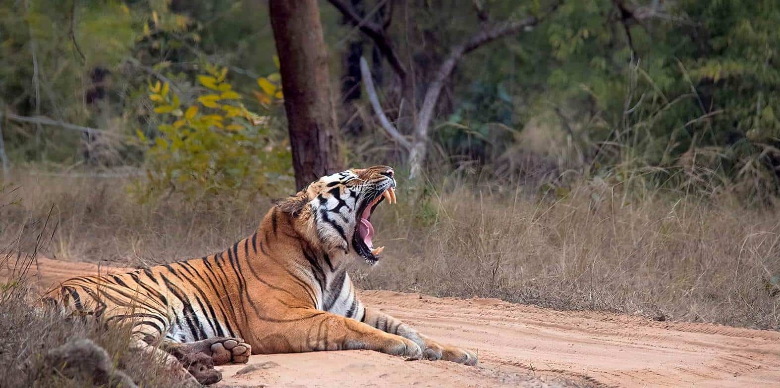 Bandhavgarh Fort's