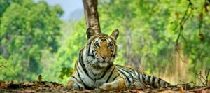 panna safari