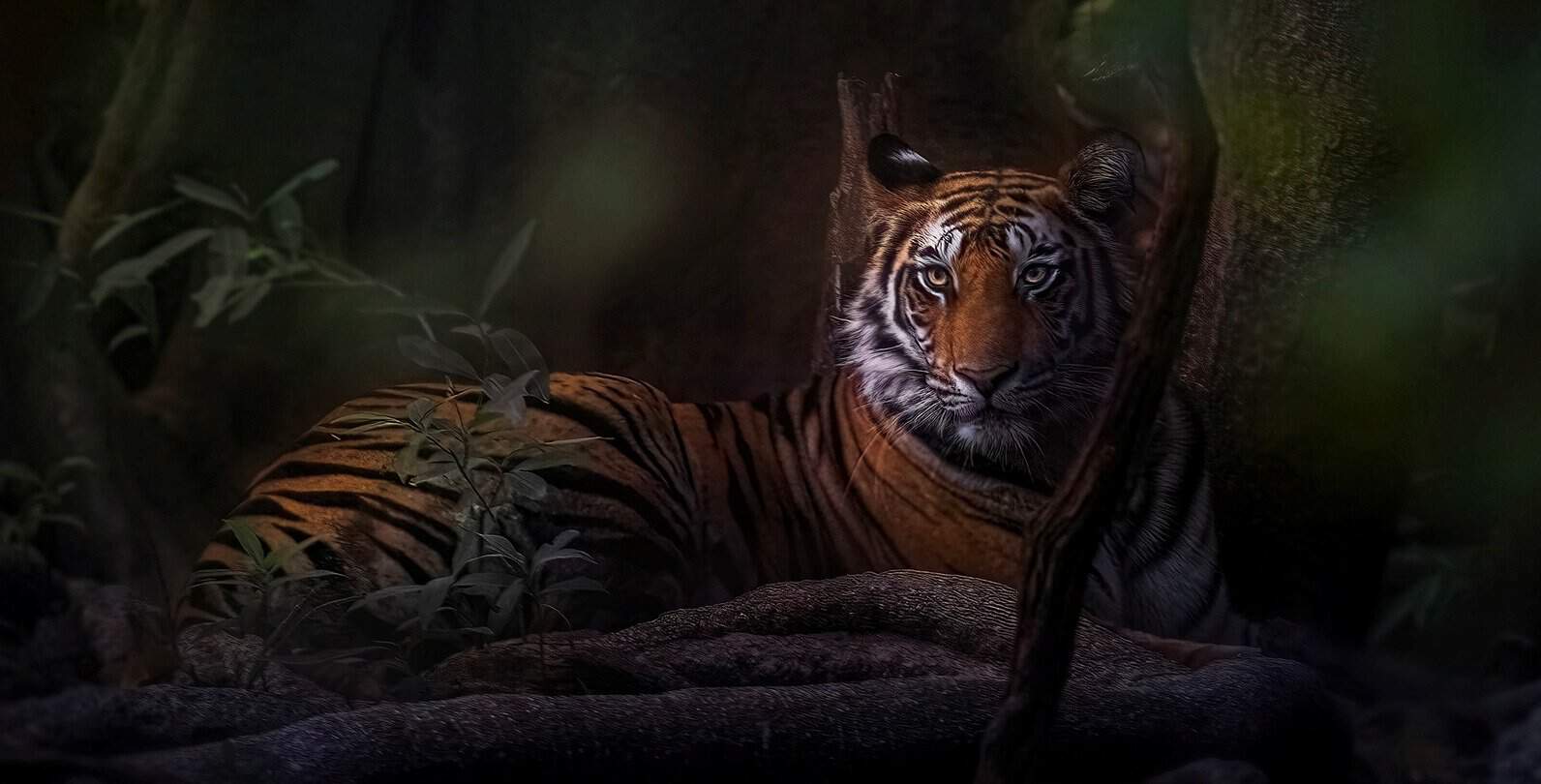 Bandhavgarh Tiger Photography (5)