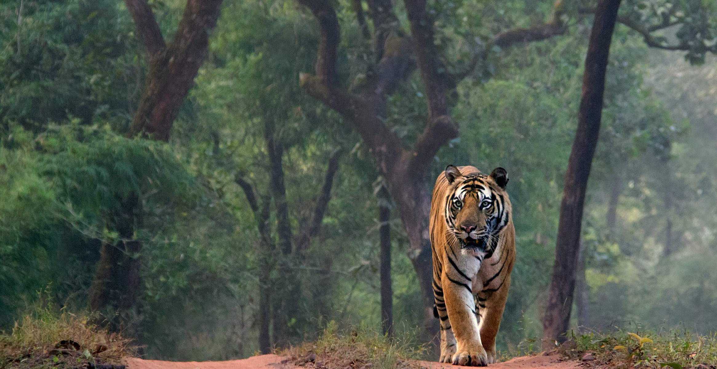 Bandhavgarh Tiger Photography (6)