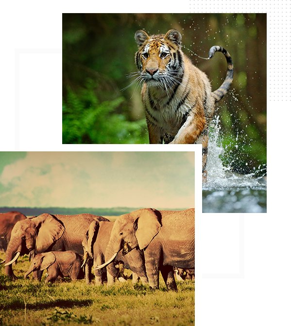 Tourist attractions in Bandhavgarh