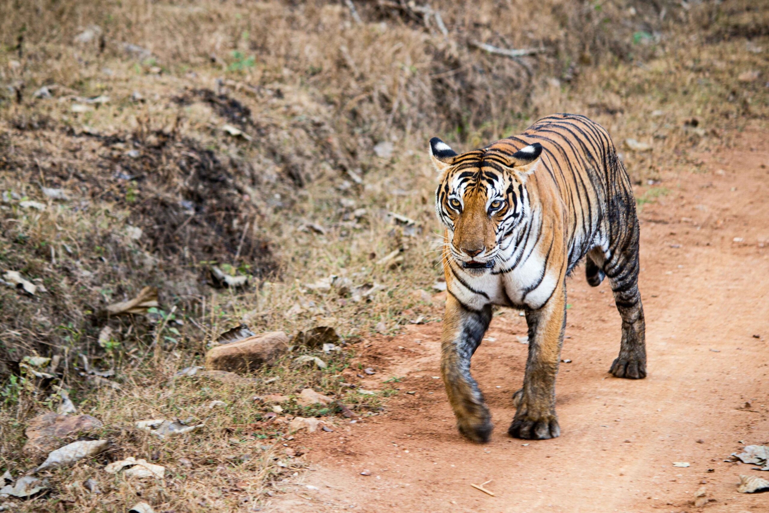 White Tigers in India