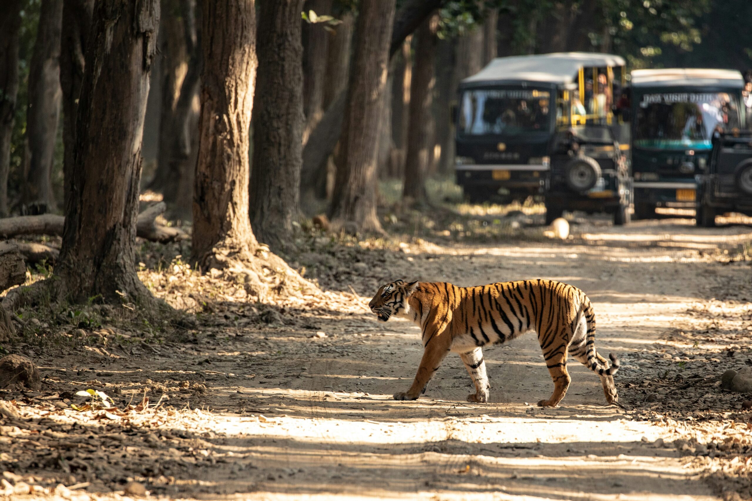 If a Tiger Comes Near You in Bandhavgarh