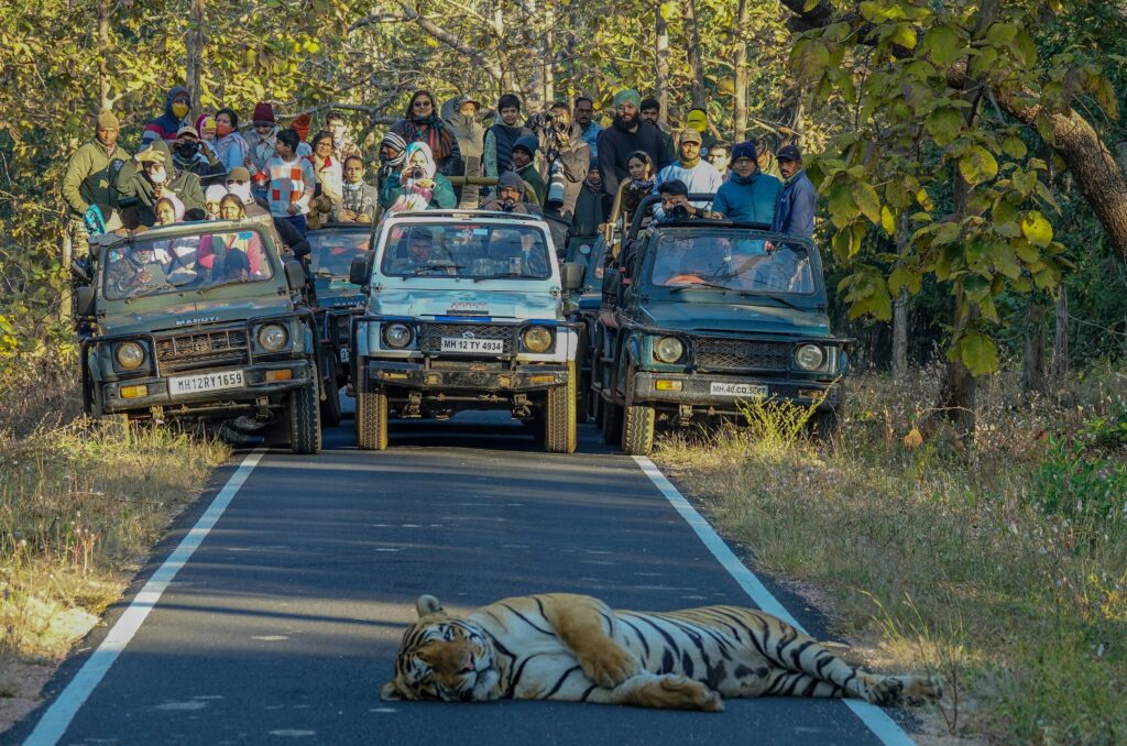 Safari Book Bandhavgarh from Europe