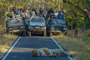 Safari Book Bandhavgarh from Europe