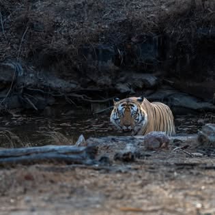 How Many Safaris Do You Need