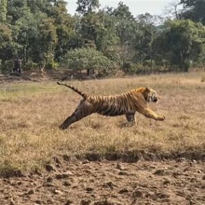 Wildlife Photography