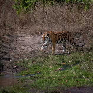 Bandhavgarh Tiger Reserve