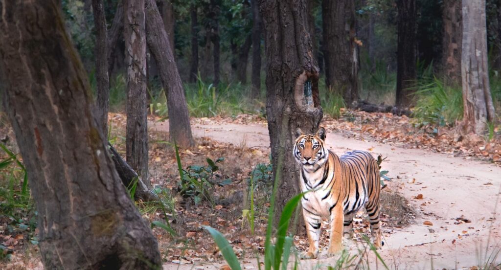 Book a Bandhavgarh Tiger Safari