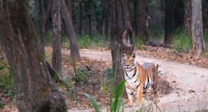 Book a Bandhavgarh Tiger Safari