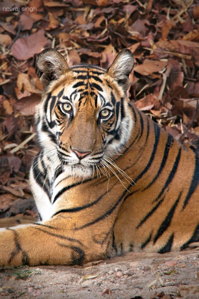 wildlife in Bandhavgarh