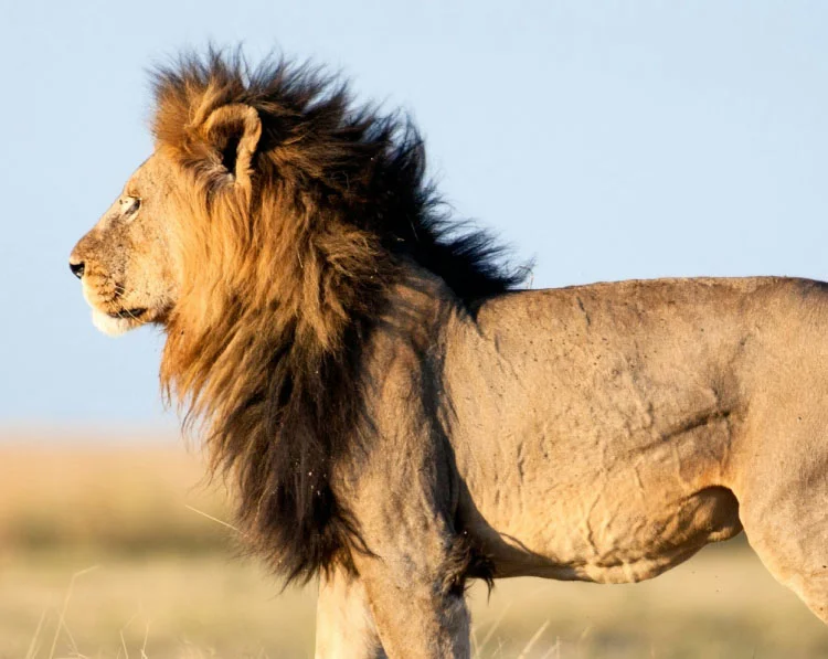 Summer Safari in Bandhavgarh
