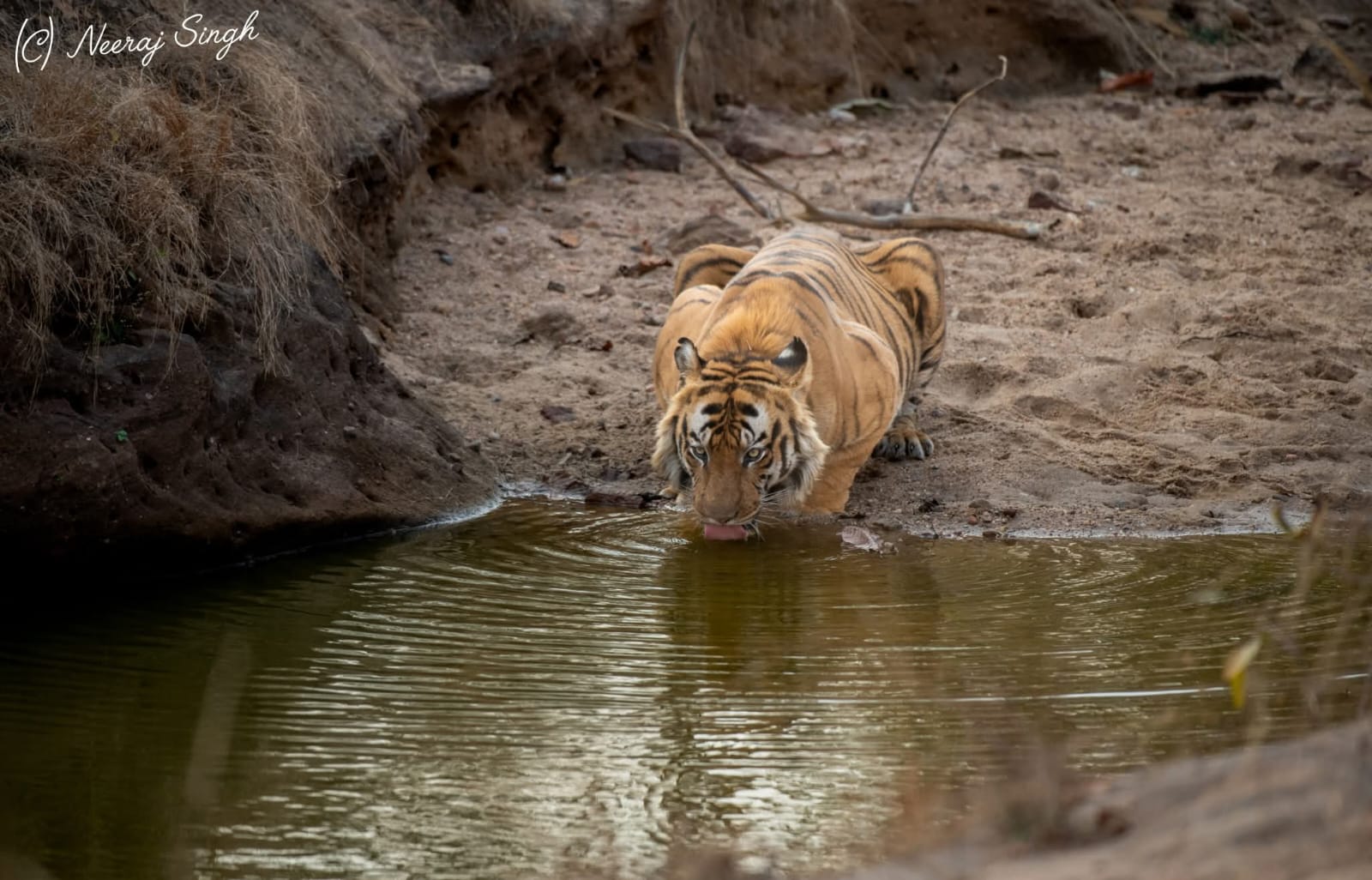 Tourist-Favorite Bandhavgarh Pujari Tiger