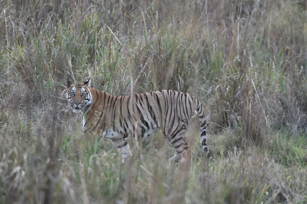 Tiger Safari India Bandhavgarh