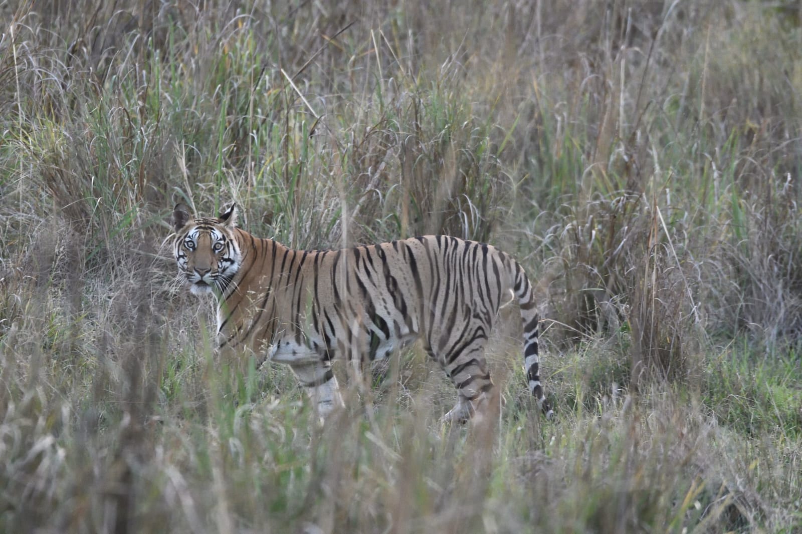 Tiger Safari India Bandhavgarh