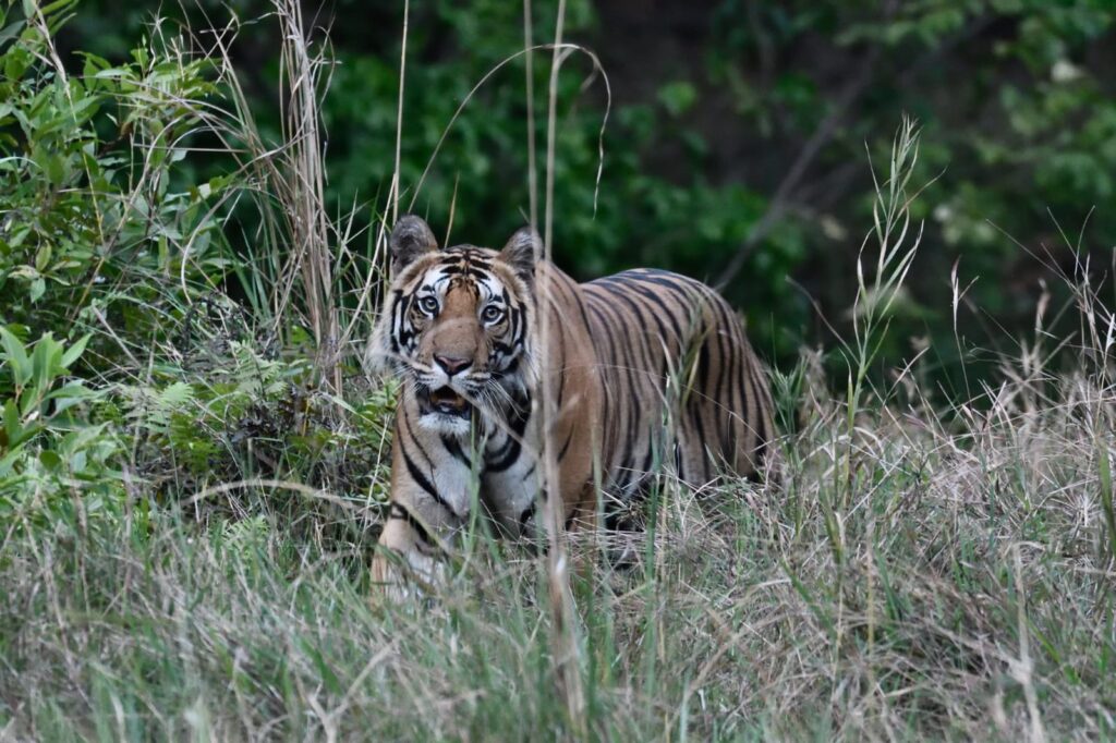 Tiger Trail