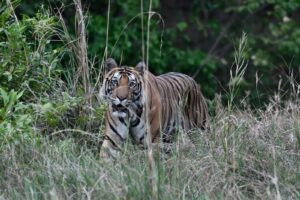 Tiger Trail