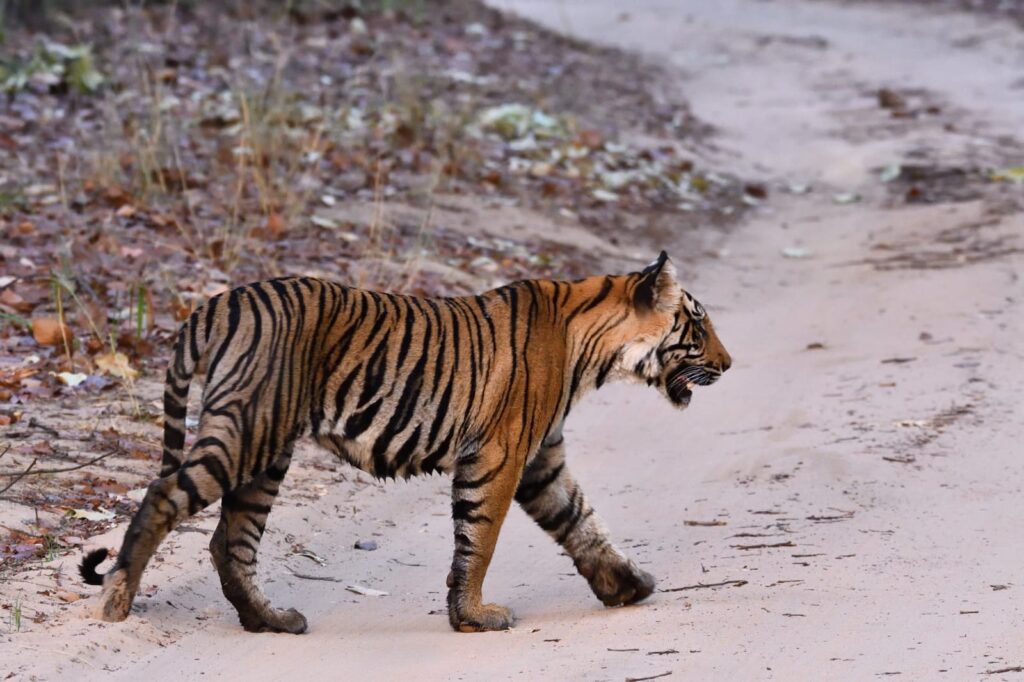 Pench vs Tadoba- Tiger Safari Bandhavgarh