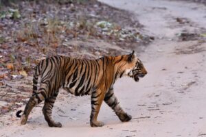 Pench vs Tadoba- Tiger Safari Bandhavgarh